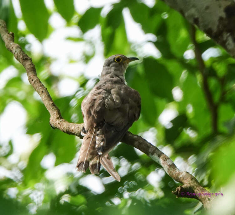 Image of Indian Cuckoo