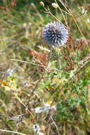 Image of Echinops chantavicus Trautv.