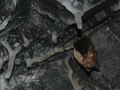 Image of Mediterranean Horseshoe Bat