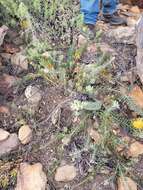 Image de Leucospermum profugum Rourke