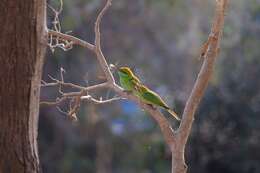 Image of Asian Green Bee-eater