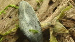 Image of Trichoglossum hirsutum (Pers.) Boud.