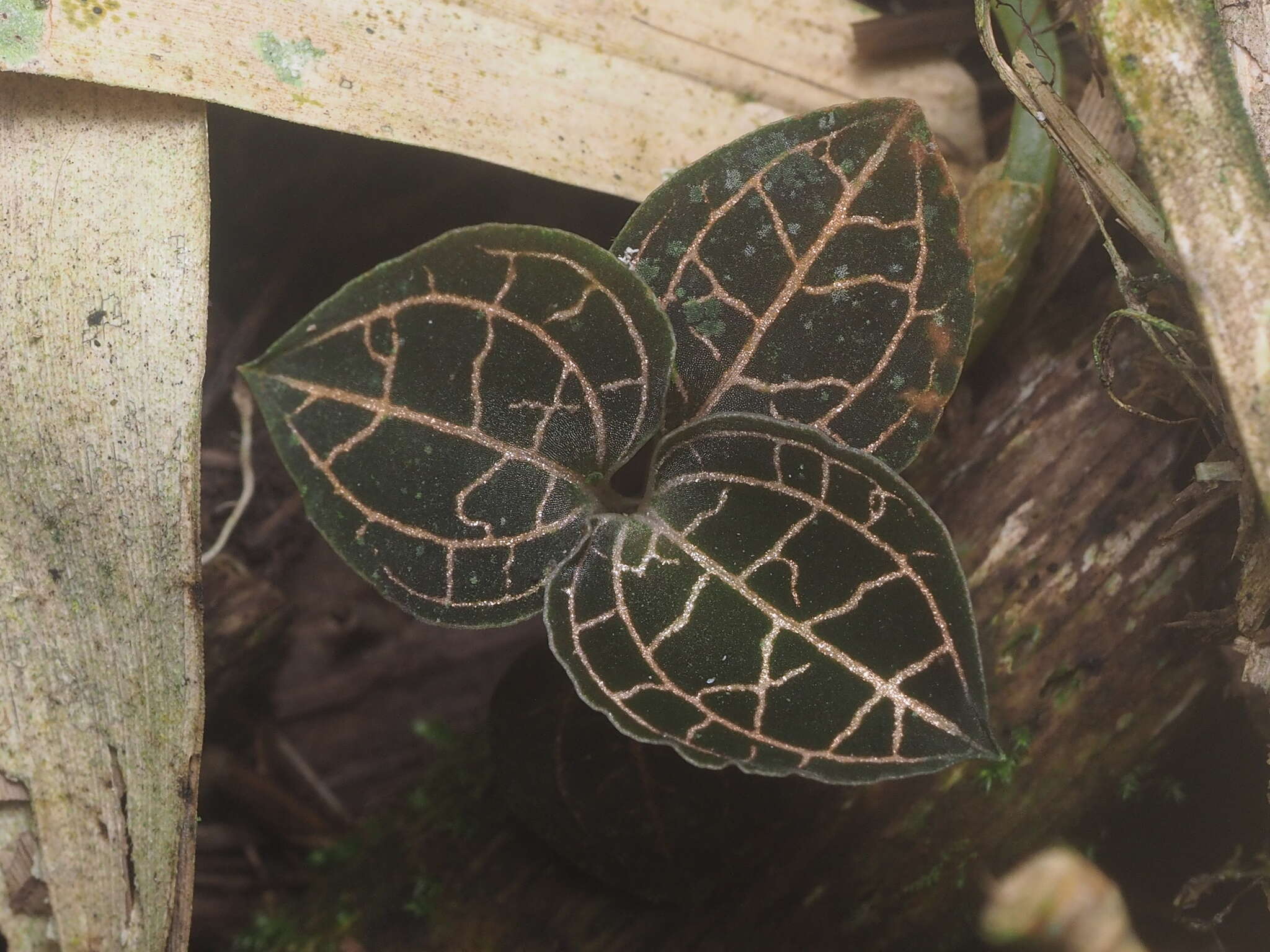 Image de Anoectochilus reinwardtii Blume