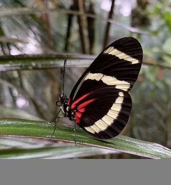 Image of Heliconius hewitsoni Staudinger 1875