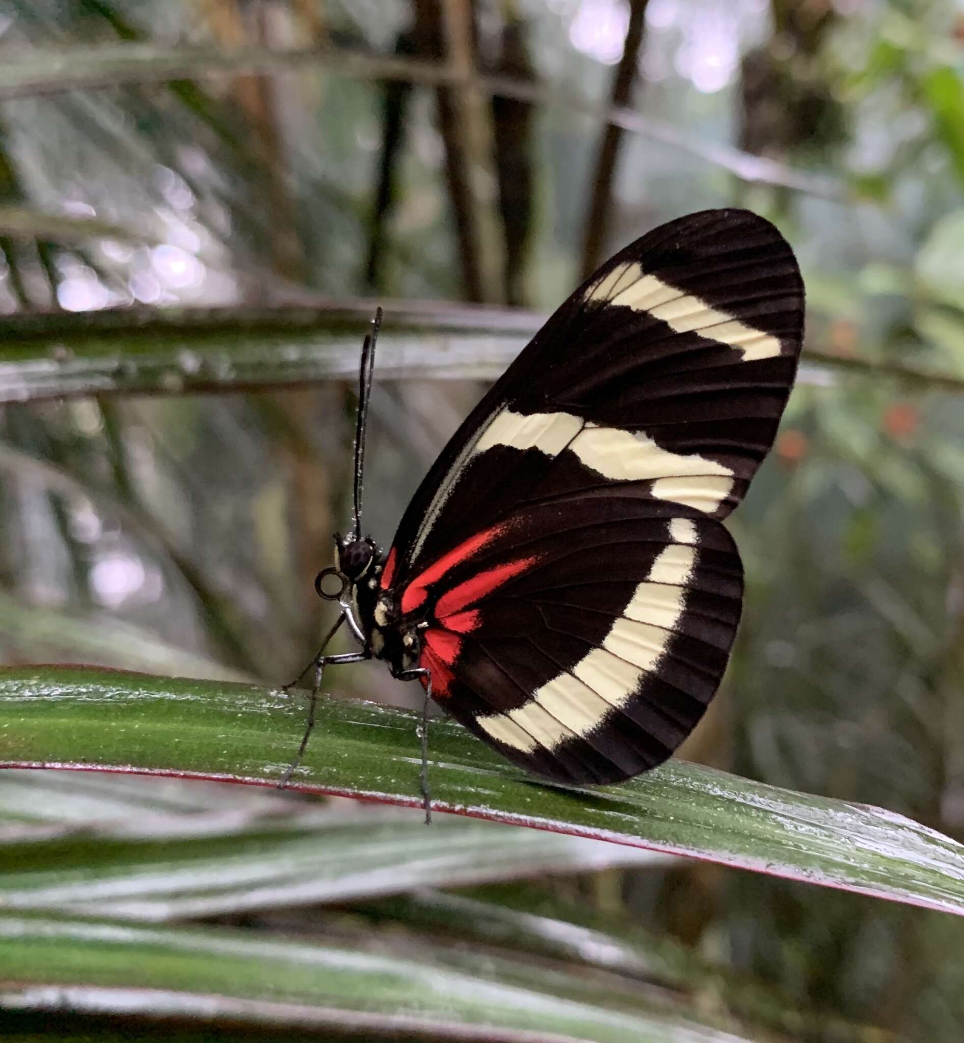 Image of Heliconius hewitsoni Staudinger 1875