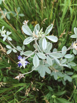 Image of silverleaf Indian breadroot