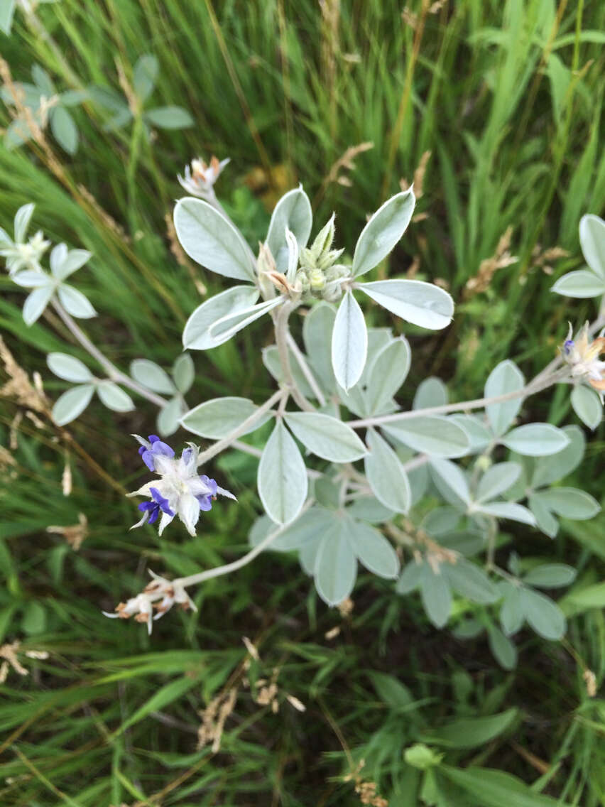 Plancia ëd Psoralea argophylla Pursh