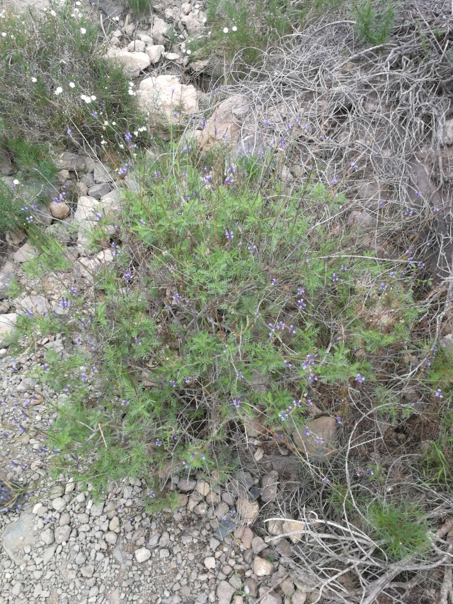 Image of Lavandula canariensis subsp. canariensis