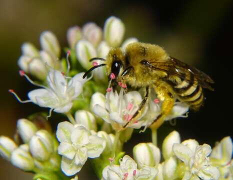 Image of Colletes slevini Cockerell 1925