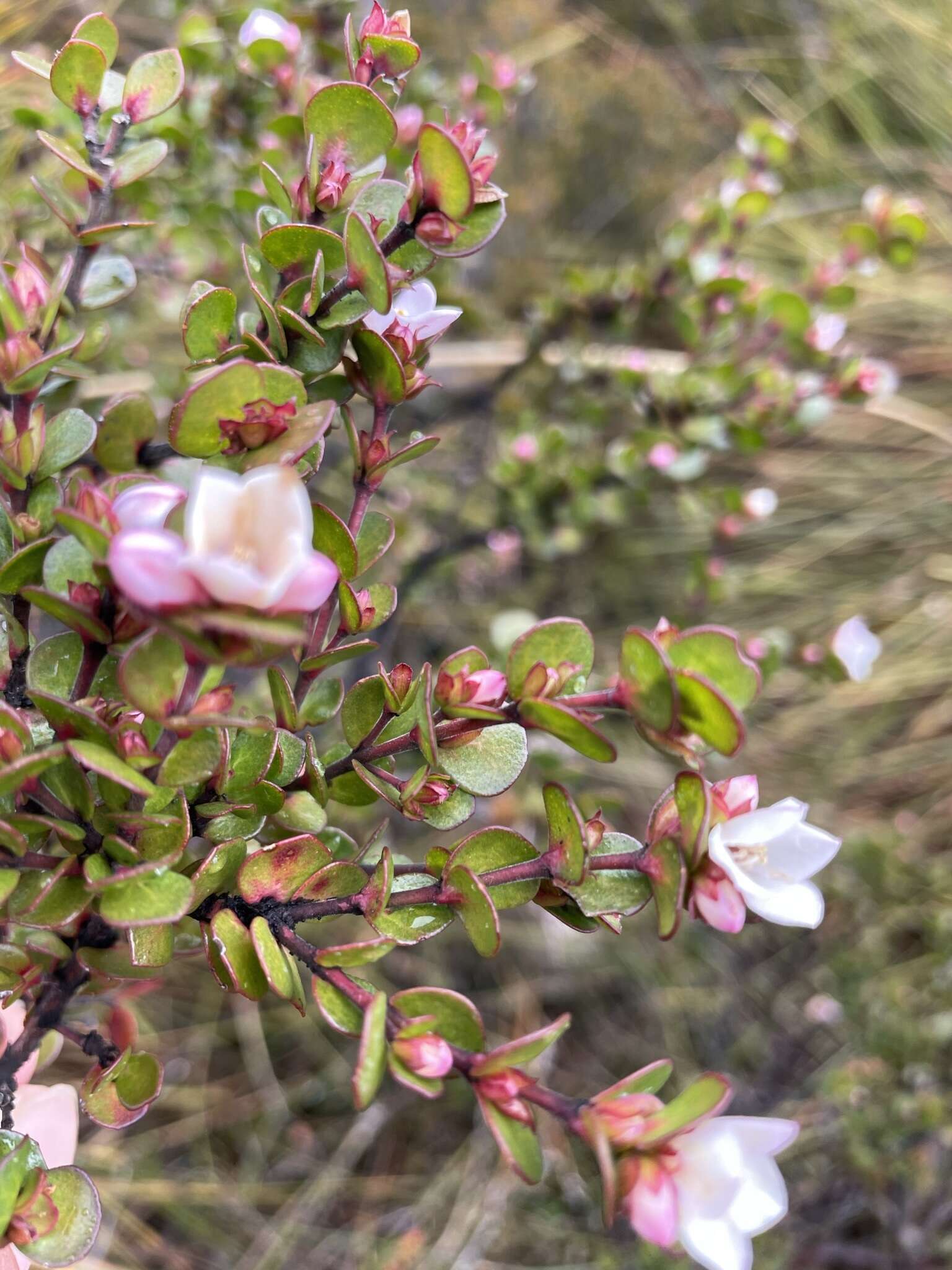 Boronia rhomboidea Hook. resmi