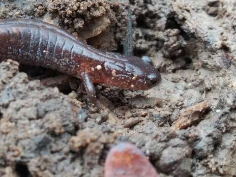 Image of Webster's Salamander