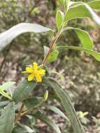 Image de Hibbertia hexandra C. T. White