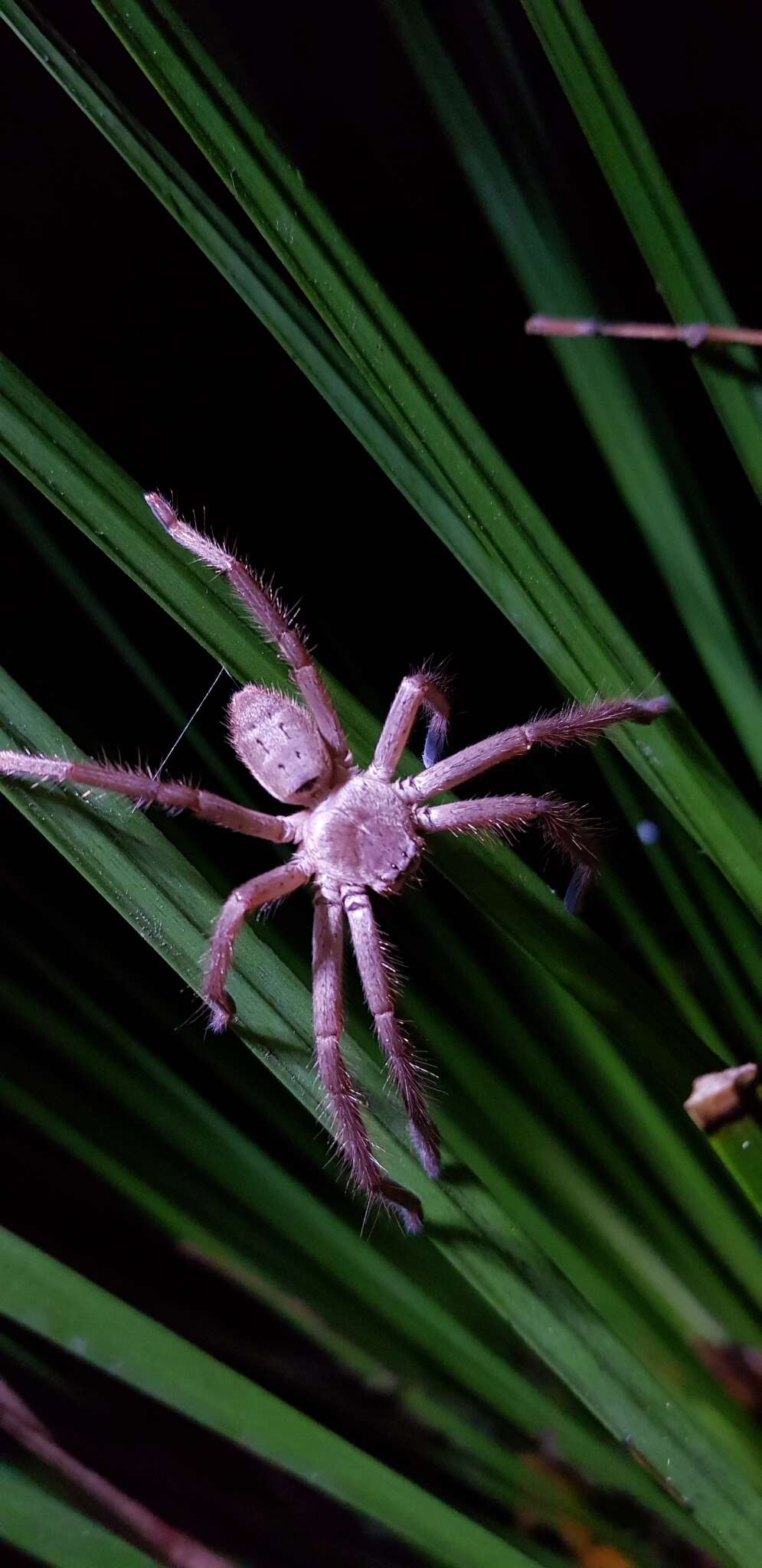 Image of Isopeda villosa L. Koch 1875