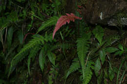 Sivun Blechnum occidentale L. kuva