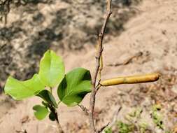 Sivun Vaughania dionaeifolia S. Moore kuva