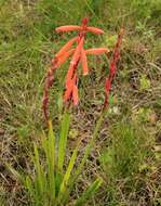 Imagem de Watsonia aletroides (Burm. fil.) Ker Gawl.