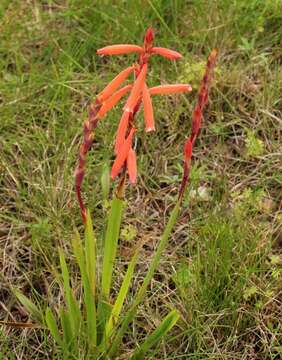 Image of Watsonia aletroides (Burm. fil.) Ker Gawl.