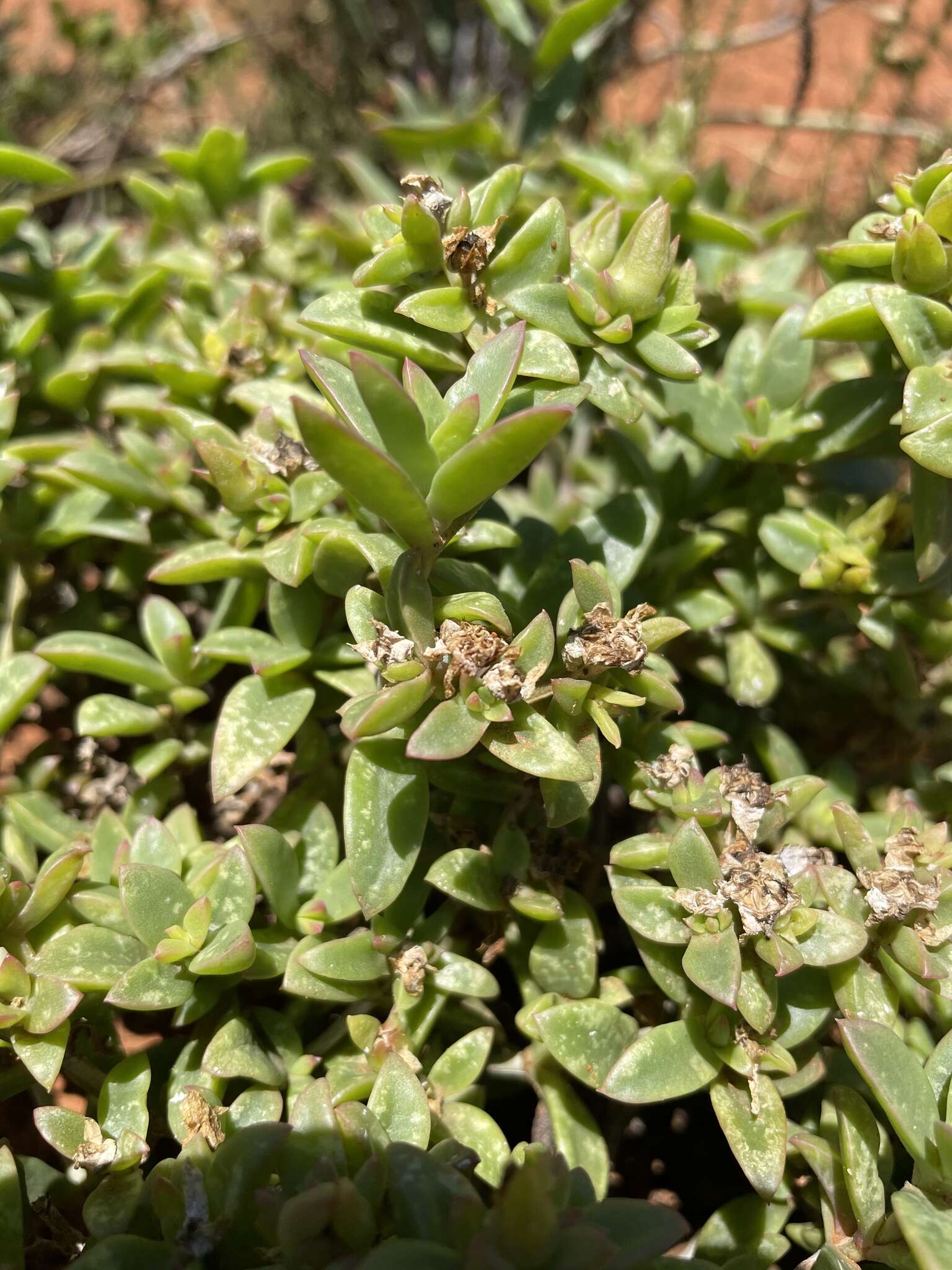 Image of Delosperma uitenhagense L. Bol.