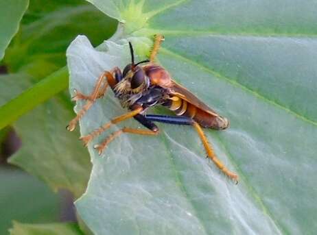 Image of <i>Ospriocerus tequilae</i>