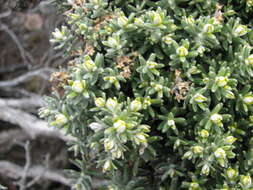 Ozothamnus ledifolius (A. Cunn. ex DC.) Hook. fil. resmi