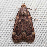 Image of Pink-masked Pyralid Moth