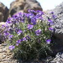 Image of Viola palmensis Webb & Berth.