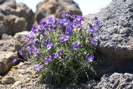 Image of Viola palmensis Webb & Berth.