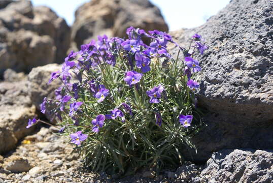 صورة Viola palmensis Webb & Berth.