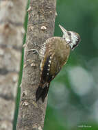 Image of Yellow-crested Woodpecker