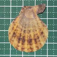 Image of squamose scallop