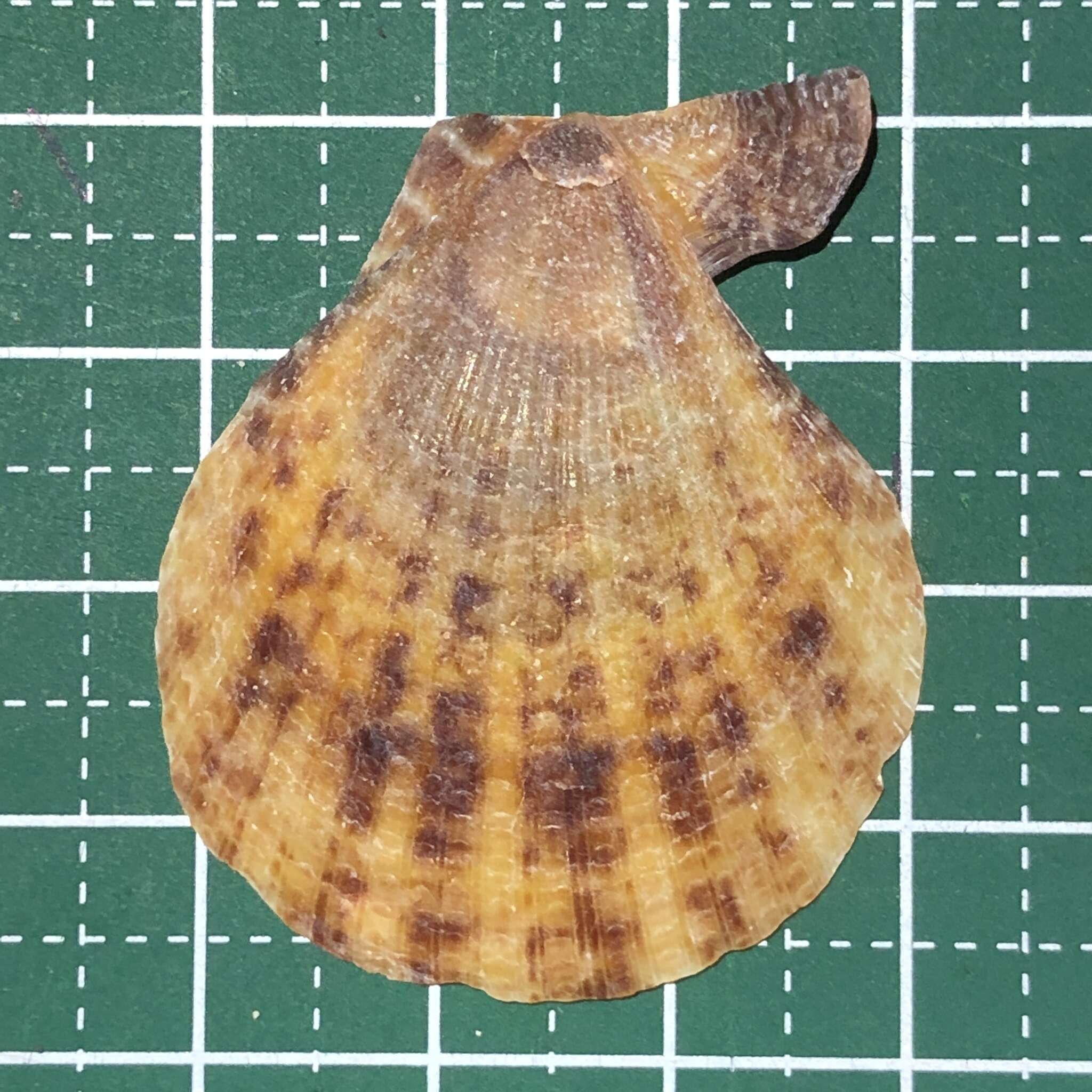 Image of squamose scallop