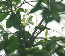 Image of Green Shrike-Vireo