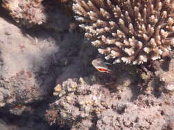 Image of Crown Butterflyfish