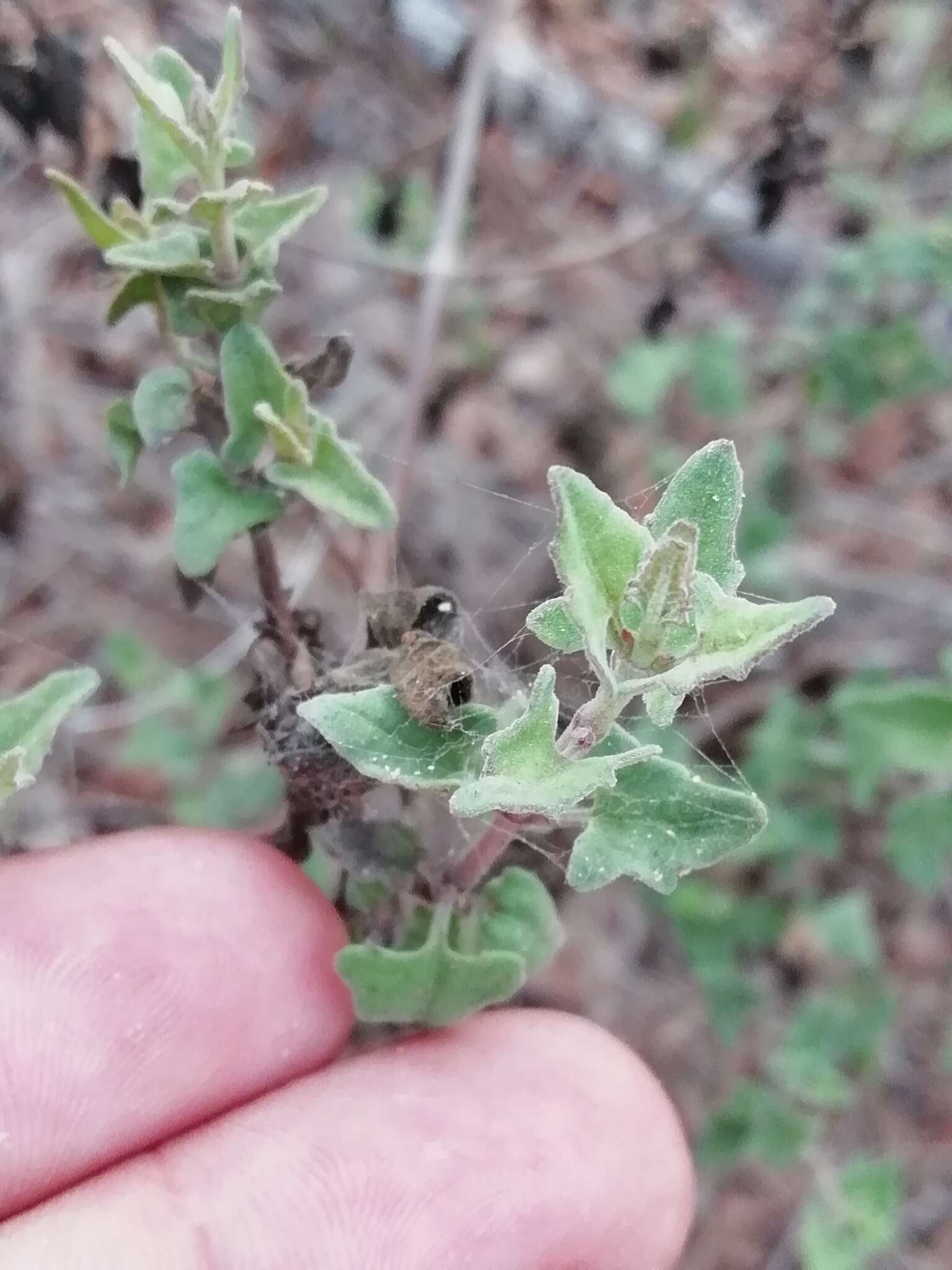 Image of Chromolaena sagittata (A. Gray) R. King & H. Rob.