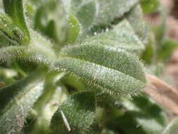 Image of Texas chickweed