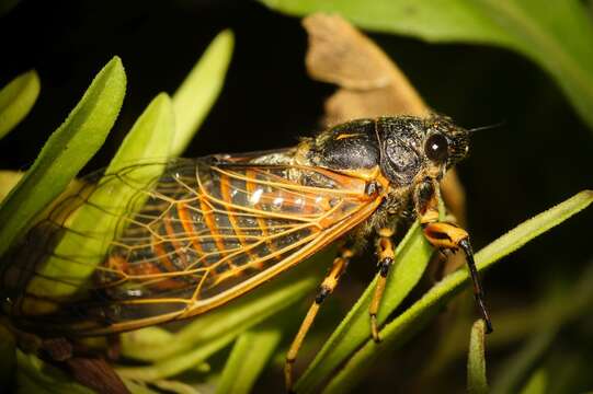 Image of Cicadetta concinna (Germar 1821)