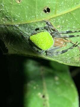 Image of Eriophora nephiloides (O. Pickard-Cambridge 1889)