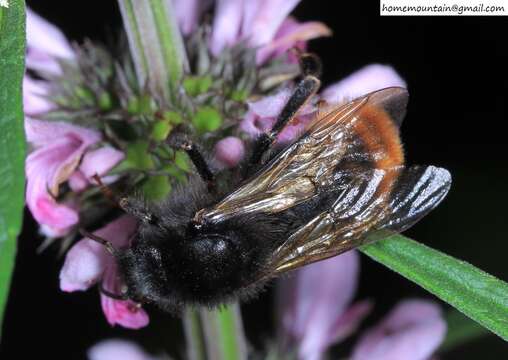 Image of Bombus coreanus (Yasumatsu 1934)