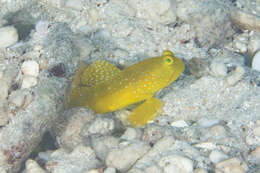 Image of Yellow prawn-goby