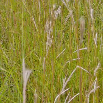 Image of Andropogon eucomus Nees