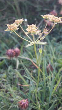 Image of Bupleurum ranunculoides L.