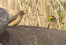 Image de Buphagidae