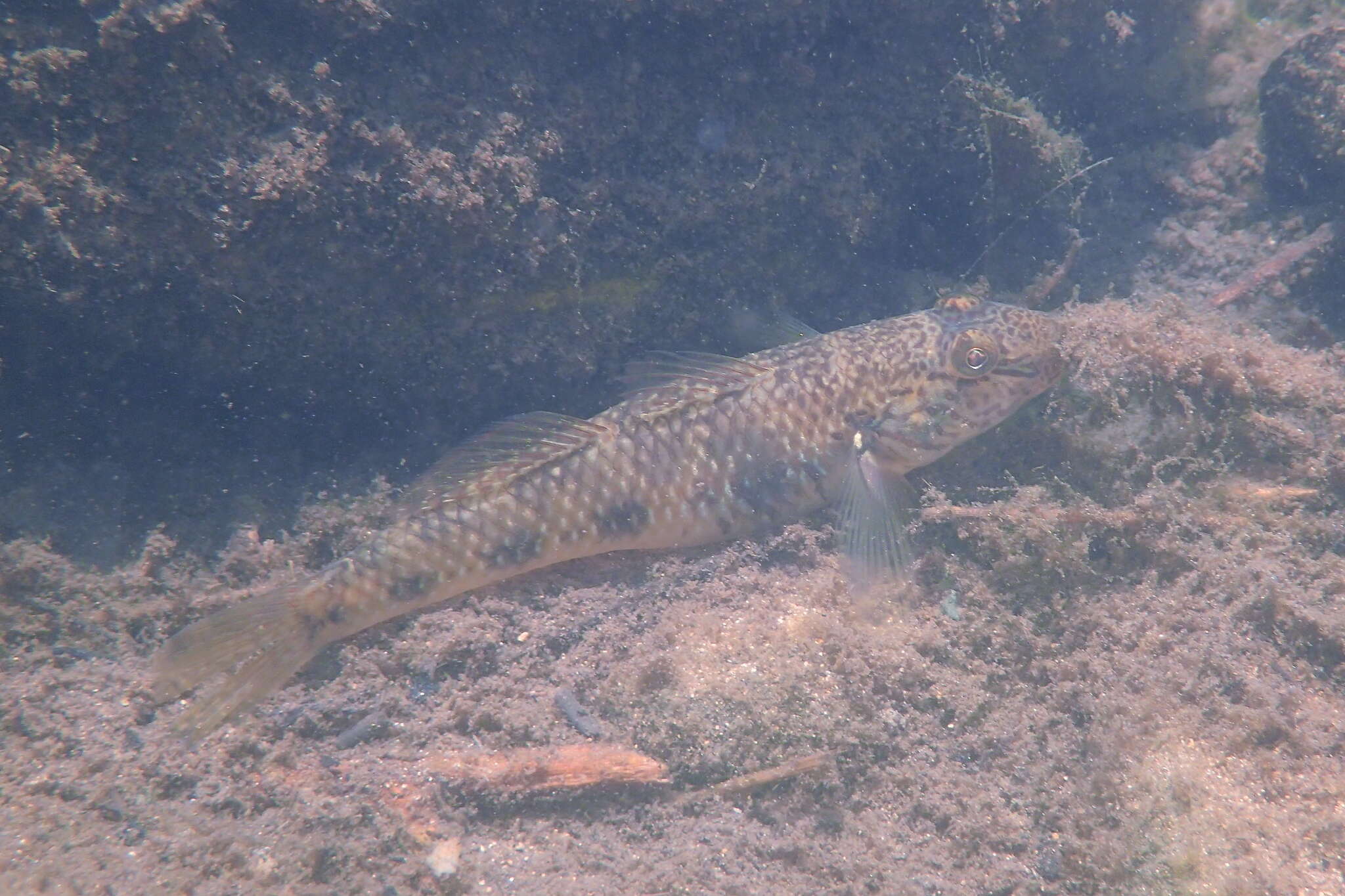 Слика од Rhinogobius similis Gill 1859