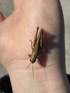 Image of Olive-green Swamp Grasshopper