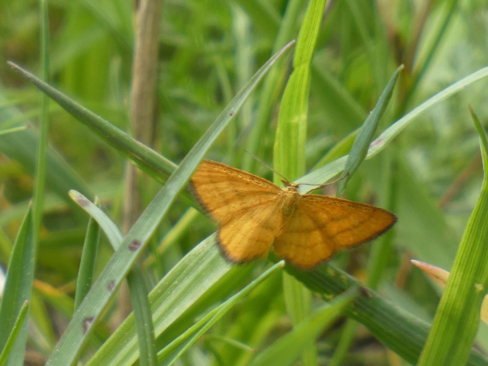 Image of Idaea flaveolaria