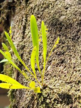 Image of pygmy leach orchid