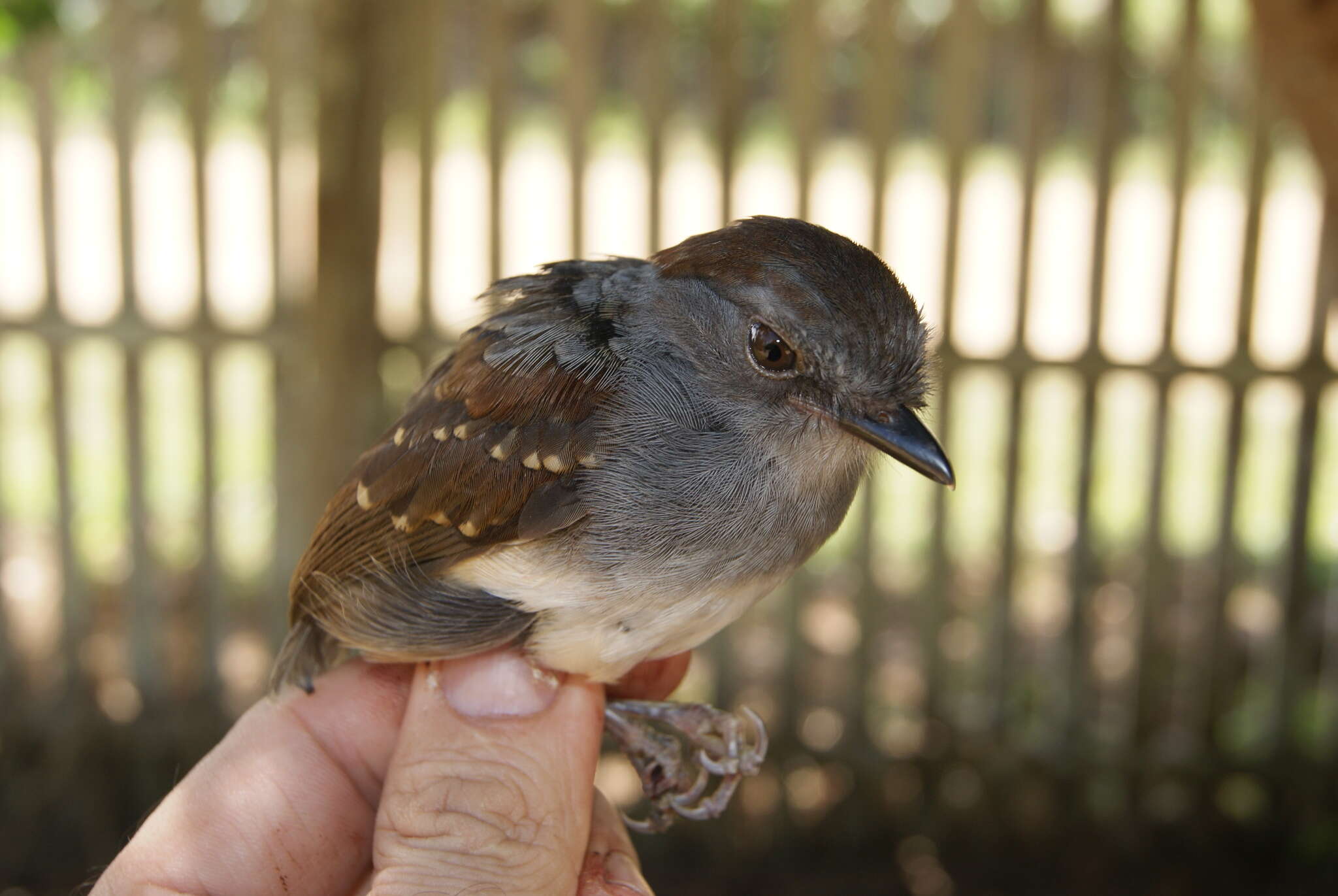 Image of Ash-throated Gnateater