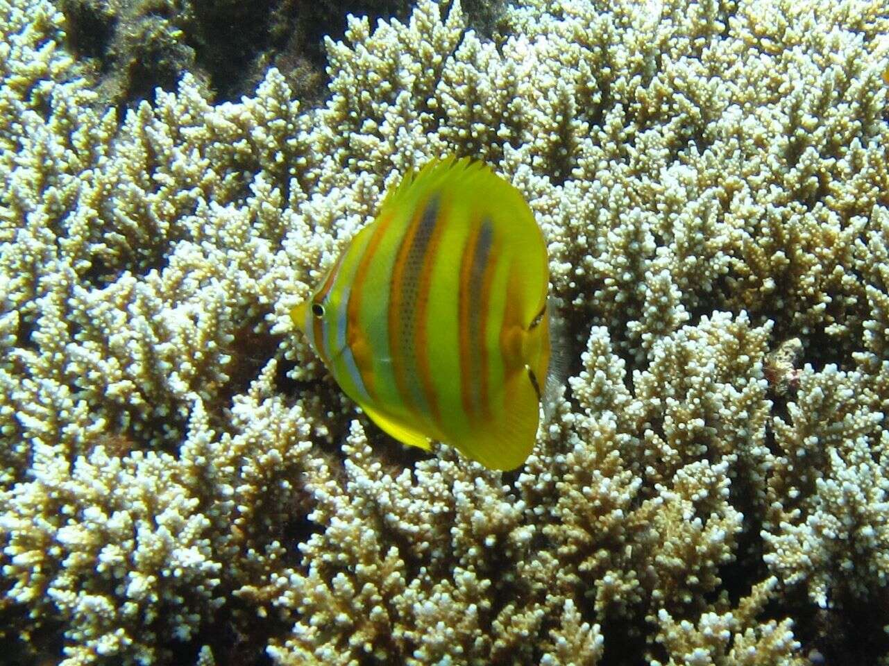 Image of Rainford's Butterflyfish