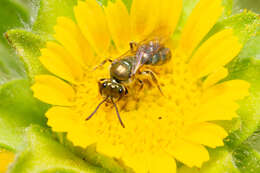 Image of Lasioglossum collopiense (Pérez 1903)