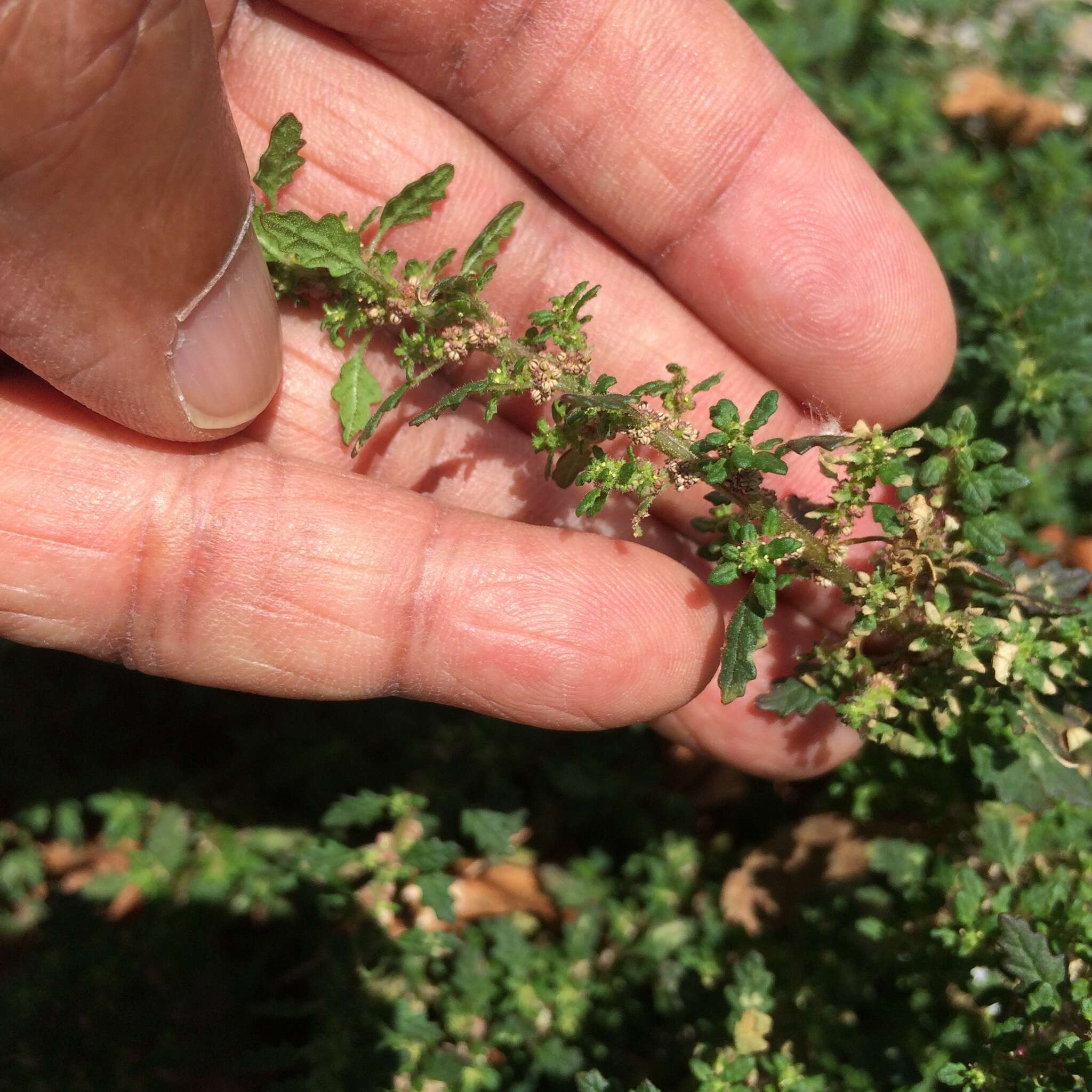 Image of clammy goosefoot